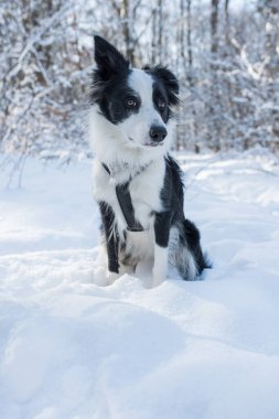 Kış manzarasında Border Collie