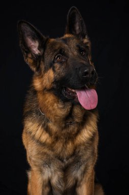 Siyah arka planda Alman çoban köpeği