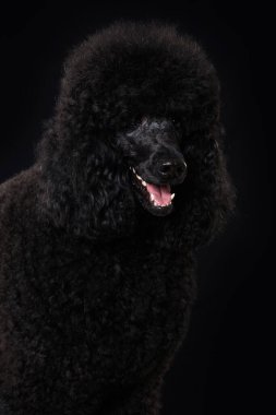 Siyah arka planda siyah kaniş