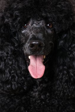 Siyah arka planda siyah kaniş