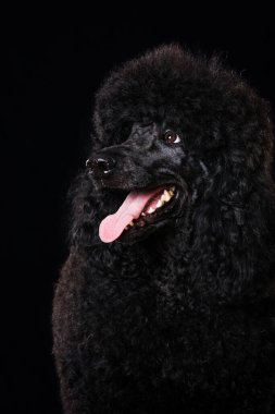 Siyah arka planda siyah kaniş