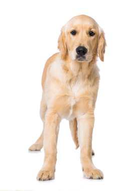 Beyaz arka planda izole edilmiş 6 aylık Golden Retriever köpeği.