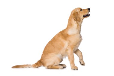Altı aylık Golden Retriever köpeği beyaz arka planda tek başına oturuyor.