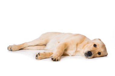 Beyaz arka planda yatan altı aylık golden retriever köpeği. 