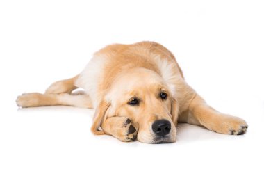 Beyaz arka planda yatan altı aylık golden retriever köpeği.