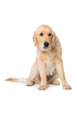 Altı aylık Golden Retriever köpeği beyaz arka planda tek başına oturuyor.