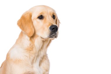 Beyaz arka planda izole edilmiş 6 aylık Golden Retriever köpeği.
