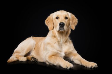 Altı aylık Golden Retriever köpeği siyah arka planda yatıyor.