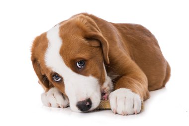 İsviçre dağ köpeği beyaz arka planda izole edilmiş.