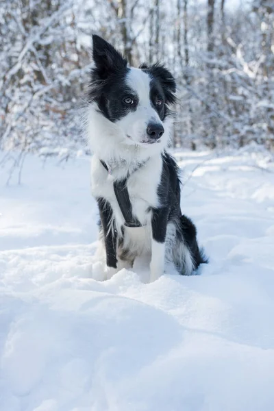 Frontière Collie Dans Paysage Hivernal — Photo