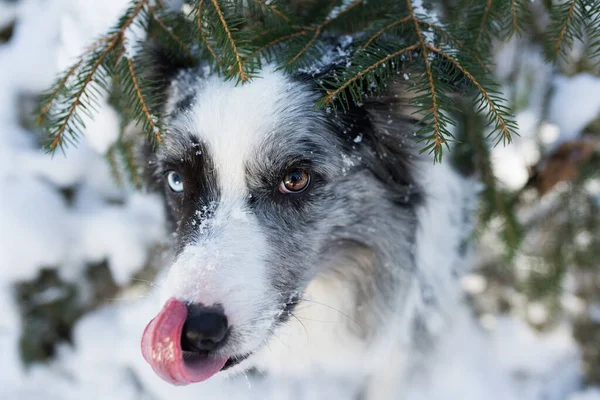 Border Collie Winter Landscape — Stock Photo, Image