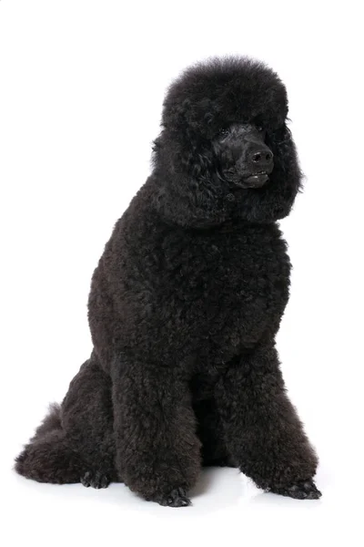 Black Poodle Isolated White — Stock Photo, Image