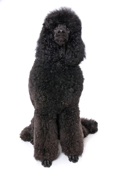 Black Poodle White Background — Stock Photo, Image