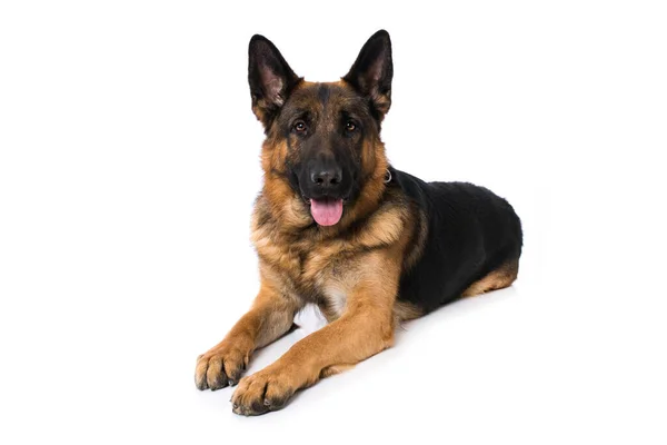 Perro Pastor Alemán Sobre Fondo Blanco — Foto de Stock