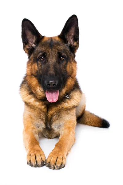 Perro Pastor Alemán Sobre Fondo Blanco — Foto de Stock