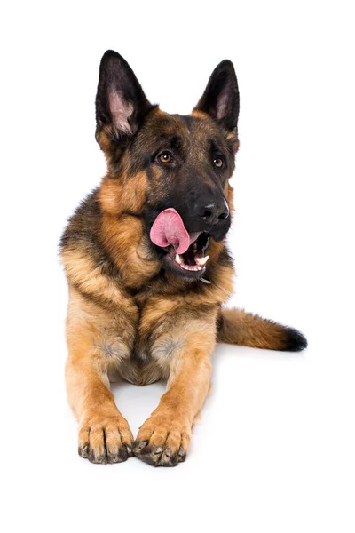 Perro Pastor Alemán Sobre Fondo Blanco —  Fotos de Stock