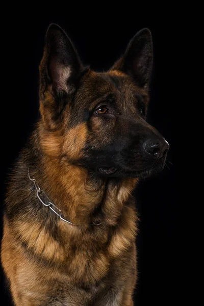 Perro Pastor Alemán Sobre Fondo Negro — Foto de Stock