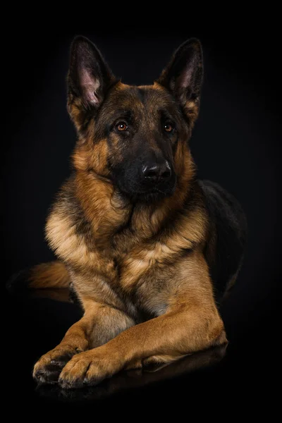 Německý Ovčák Pes Černém Pozadí — Stock fotografie