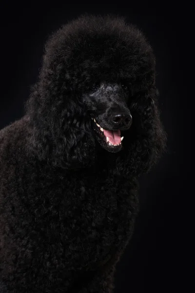 Caniche Noire Sur Fond Noir — Photo