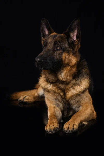 Perro Pastor Alemán Sobre Fondo Negro —  Fotos de Stock