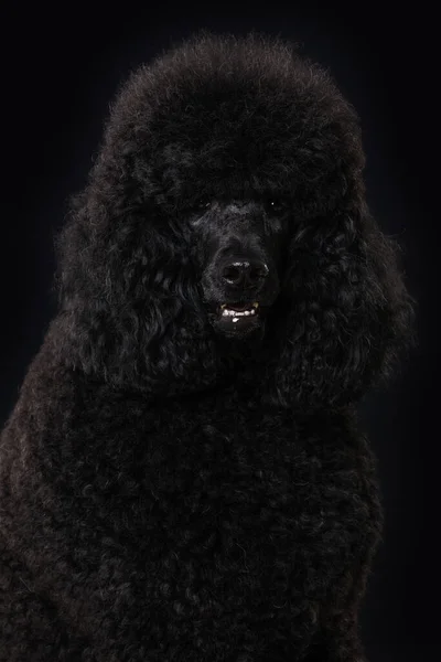 Caniche Noire Sur Fond Noir — Photo