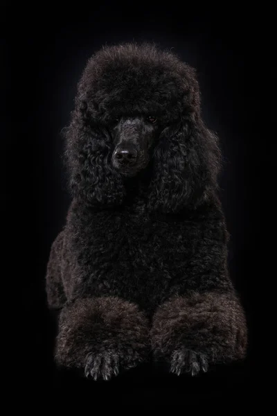 Black Poodle Black Background — Fotografia de Stock