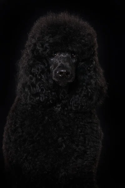 Black Poodle Black Background — Zdjęcie stockowe