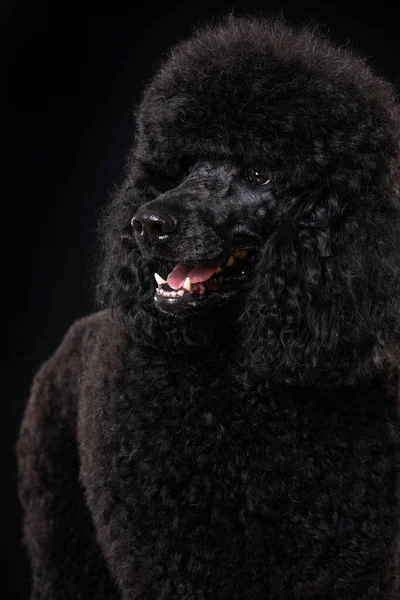 Black Poodle Black Background — Fotografia de Stock
