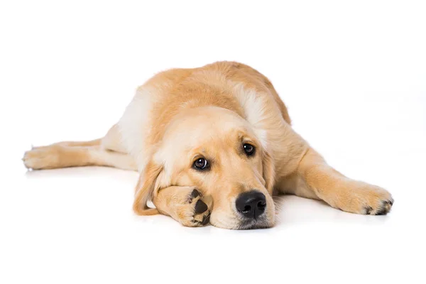 Six Months Old Golden Retriever Dog Lying White Background — Foto Stock