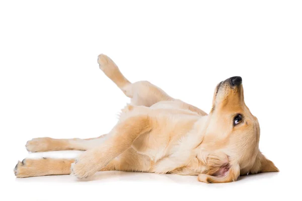 Six Months Old Golden Retriever Dog Lying White Background — Stock Photo, Image