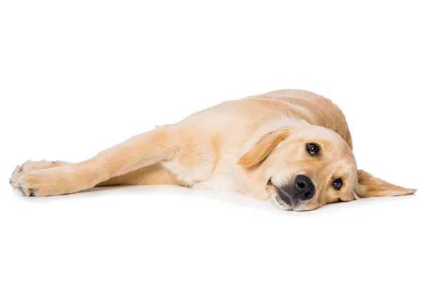 Six Months Old Golden Retriever Dog Lying White Background — Foto Stock