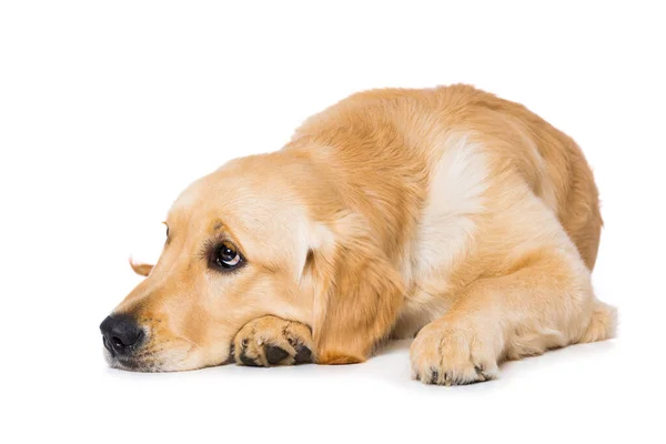 白い背景に隔離された6ヶ月の黄金の回収犬 — ストック写真