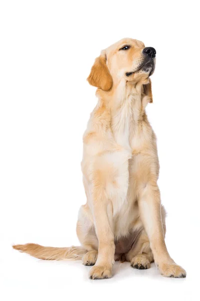 Шестимесячный Золотистый Ретривер Собака Сидит Изолирован Белом Фоне — стоковое фото