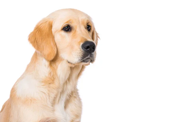 Six Months Old Golden Retriever Dog Isolated White Background — стоковое фото