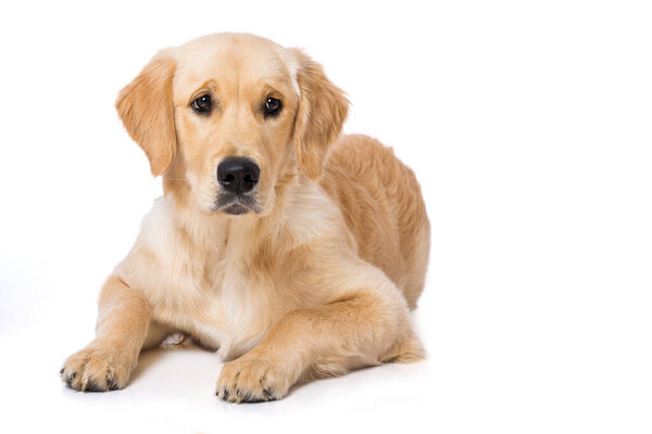 Six months old golden retriever dog lying isolated on white background