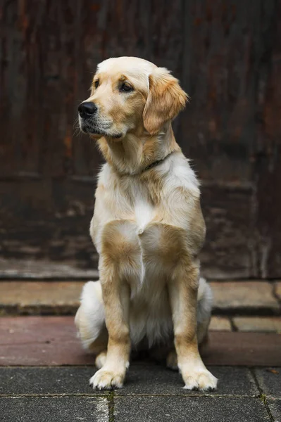 Jovem Cão Golden Retriever — Fotografia de Stock