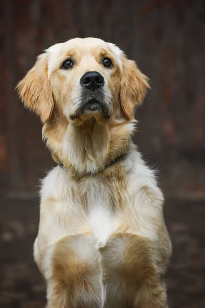 Jovem Cão Golden Retriever — Fotografia de Stock