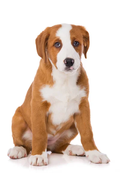 Cachorrinho Cão Montanha Suíço Isolado Fundo Branco — Fotografia de Stock