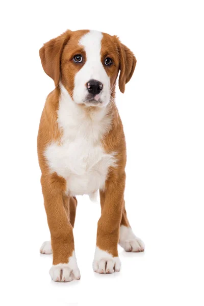 Swiss Mountain Dog Puppy Isolated White Background — 图库照片