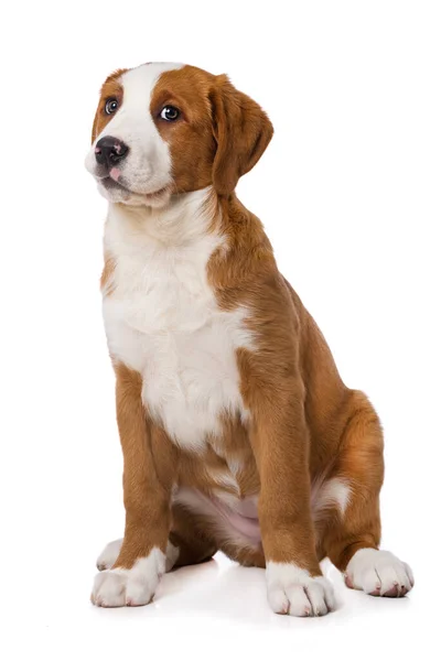 Cachorro Perro Montaña Suizo Aislado Sobre Fondo Blanco —  Fotos de Stock