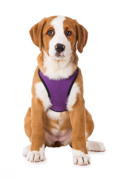 Swiss Mountain Dog Puppy Isolated White Background — 图库照片