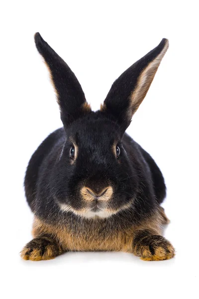 Schattig Dwerg Konijn Geïsoleerd Witte Achtergrond — Stockfoto