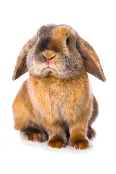 Bruin Satijn Konijn Geïsoleerd Witte Achtergrond — Stockfoto