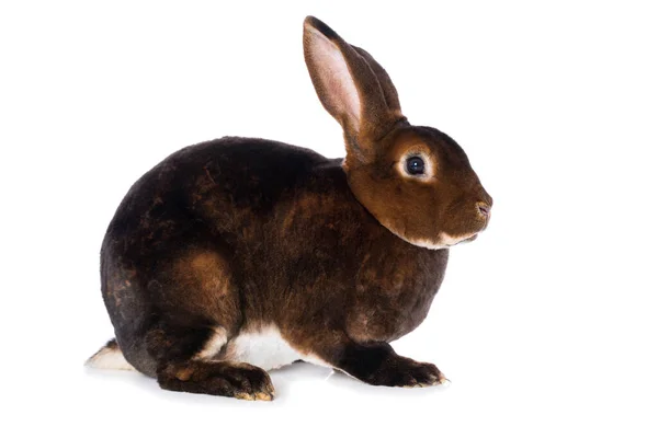 Castor Rex Rabbit Isolated White Background — стоковое фото