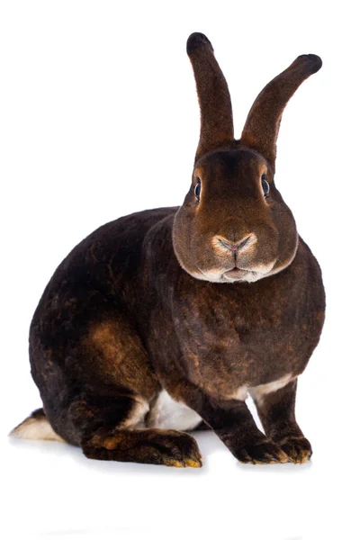 Beyaz Arka Planda Izole Edilmiş Castor Rex Tavşanı — Stok fotoğraf