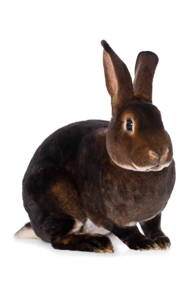 Кастор Рекс Кролик Ізольований Білому Тлі — стокове фото