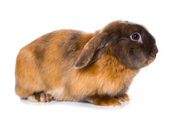 Brown Satin Rabbit Isolated White Background — стокове фото