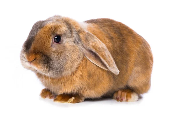 Brown Satin Rabbit Isolated White Background — Stockfoto