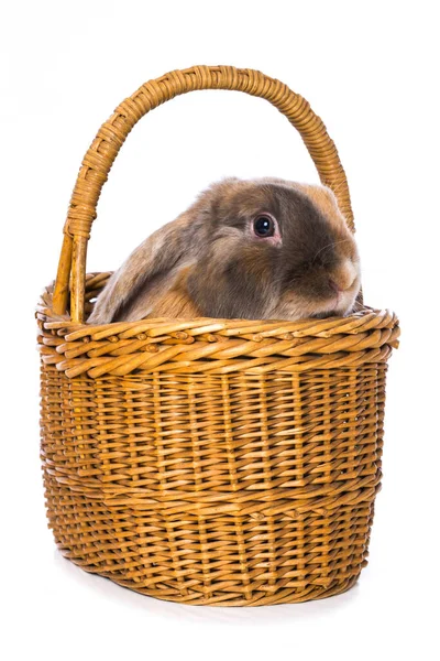 Rabbit Basket Isolated White Background — Zdjęcie stockowe
