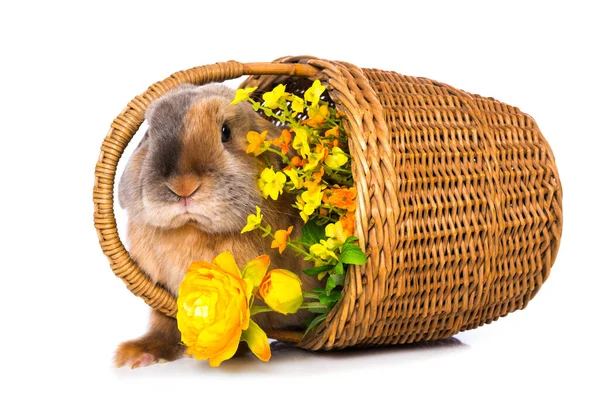 Rabbit Basket Isolated White Background — Zdjęcie stockowe